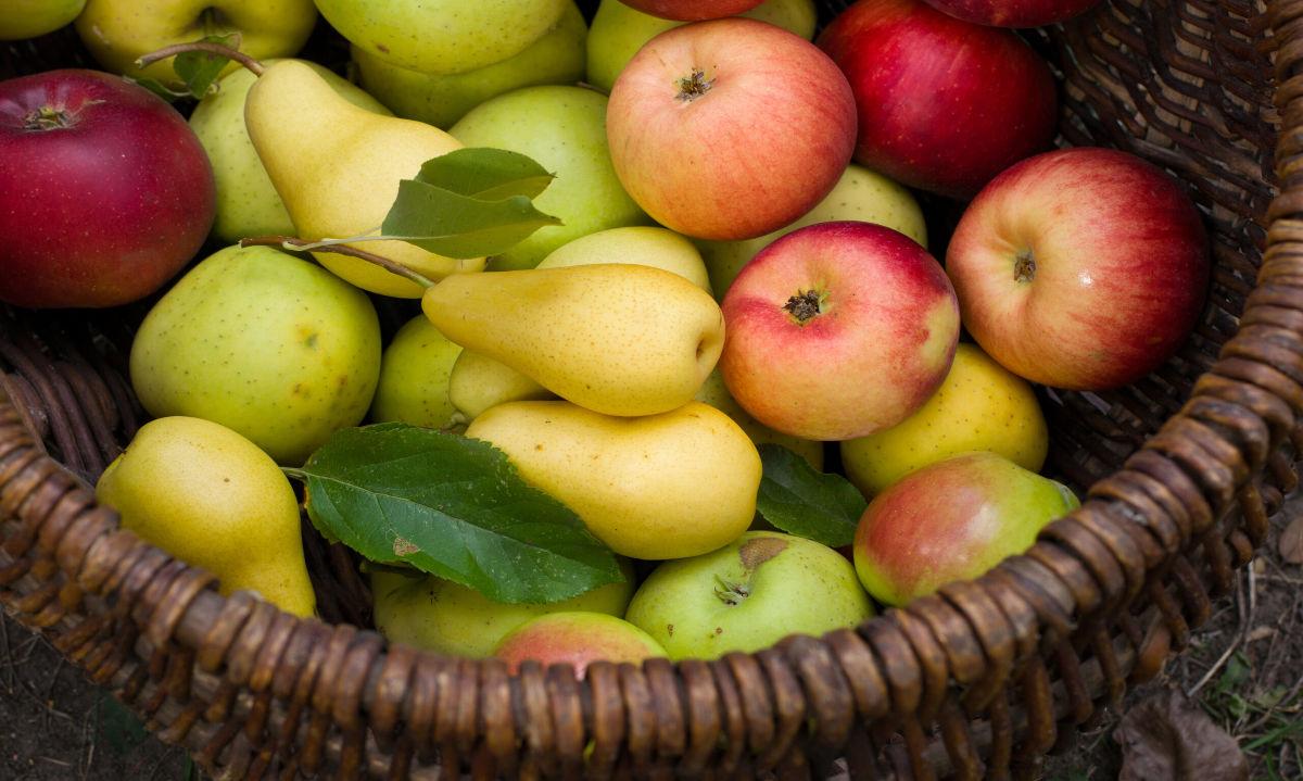 Decofrut: desarrollo de software